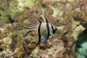 Pterapogon kauderni (Bangaii Cardinal), Aquarium